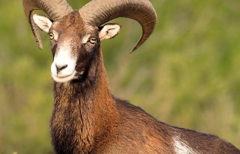 Европейский муфлон