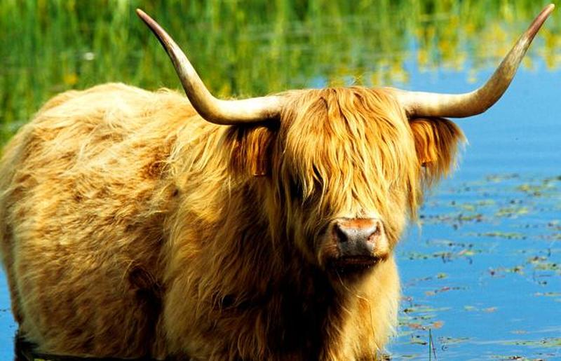 Шотландский хайлендский бык крупного рогатого скота