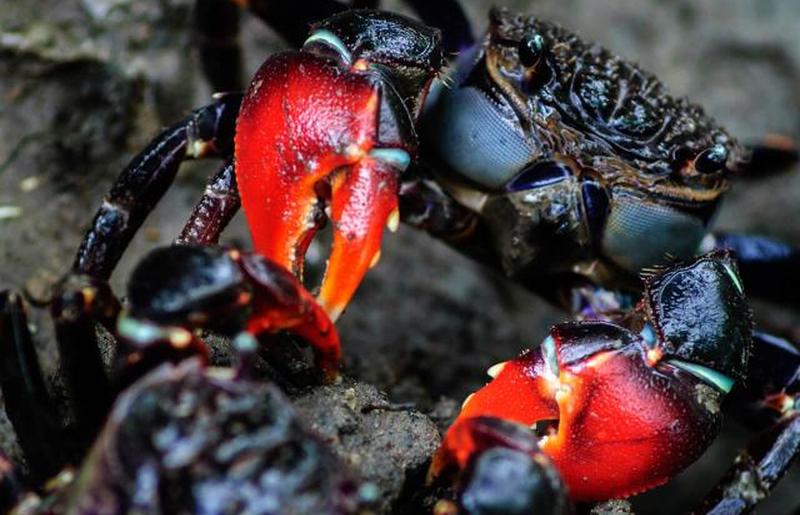 Краб с красными клешнями