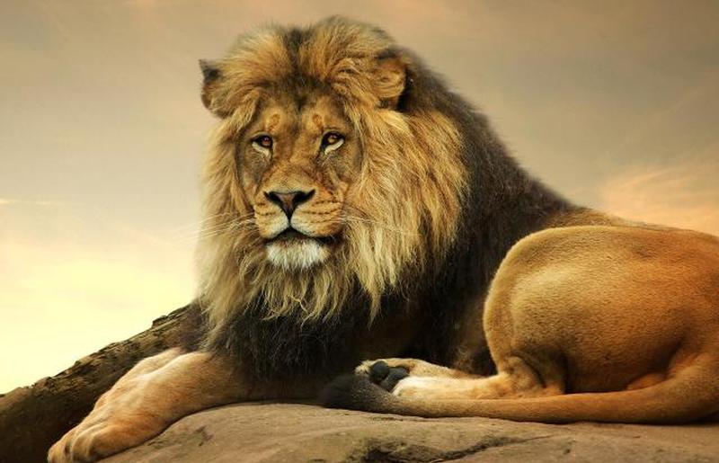 Лев на скале