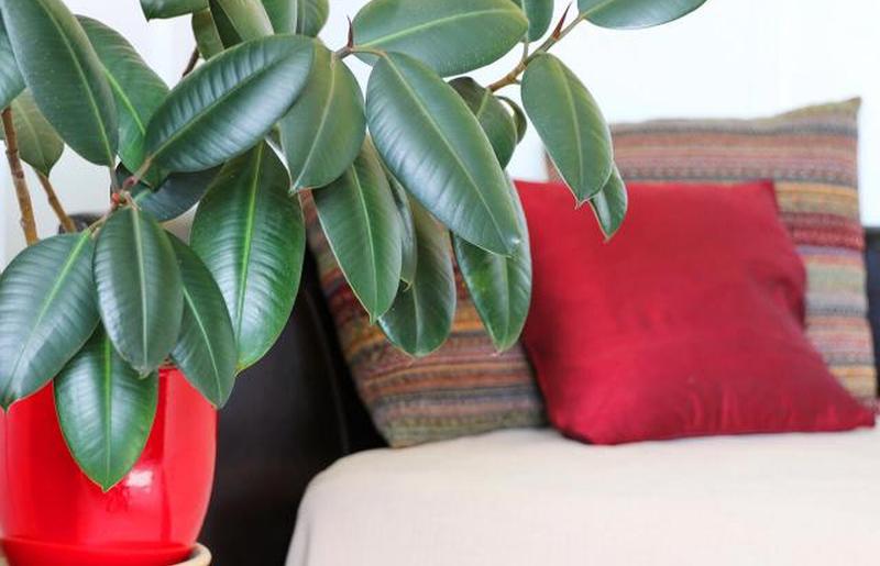 Комнатное растение