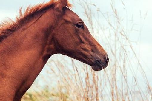 Портрет жеребенка