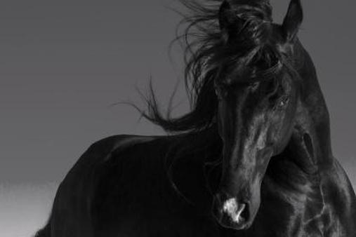 Черный жеребец