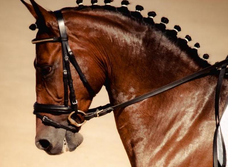 Элегантная лошадь