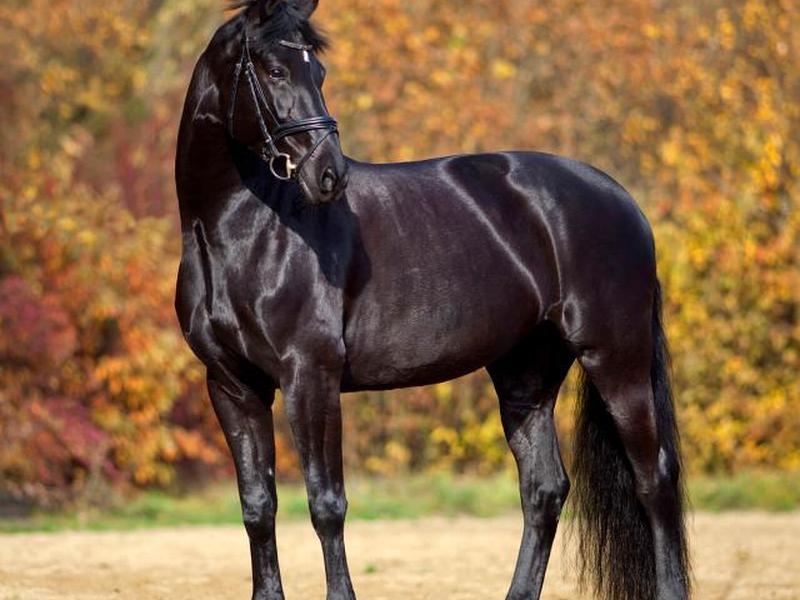 черный конь портрет