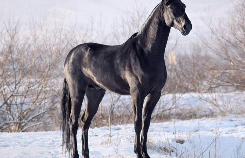 Черная лошадь стоит на пастбище