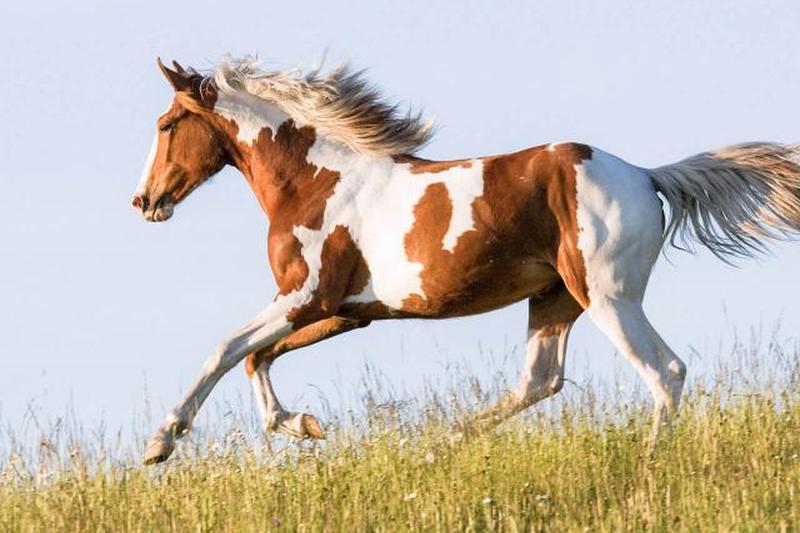 лошадь аппалуза бежит