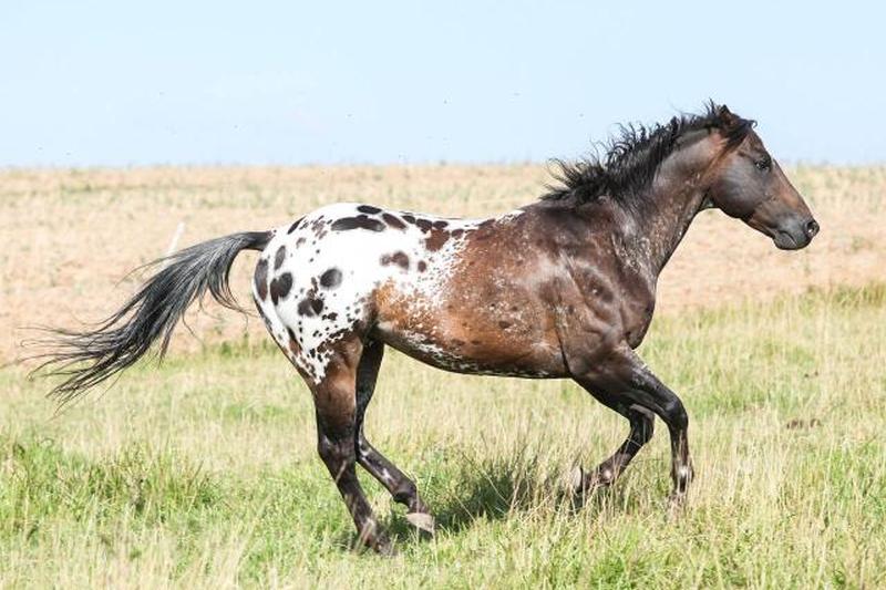 Красивый жеребец аппалуза бежит