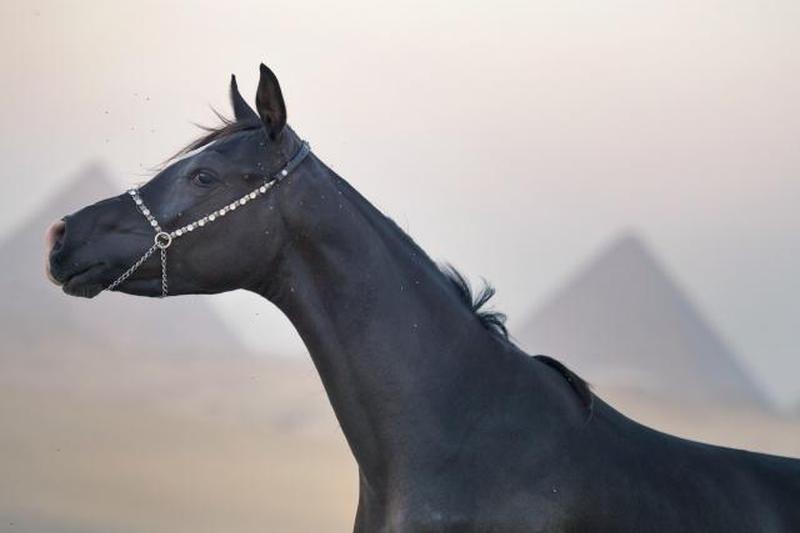 Черный молодой арабский конь перед египетскими пирамидами