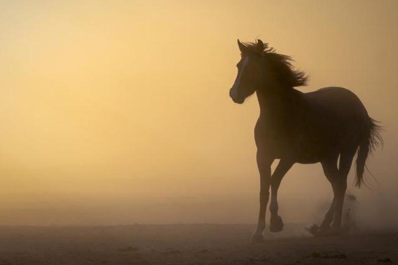Лошадь на поле во время заката