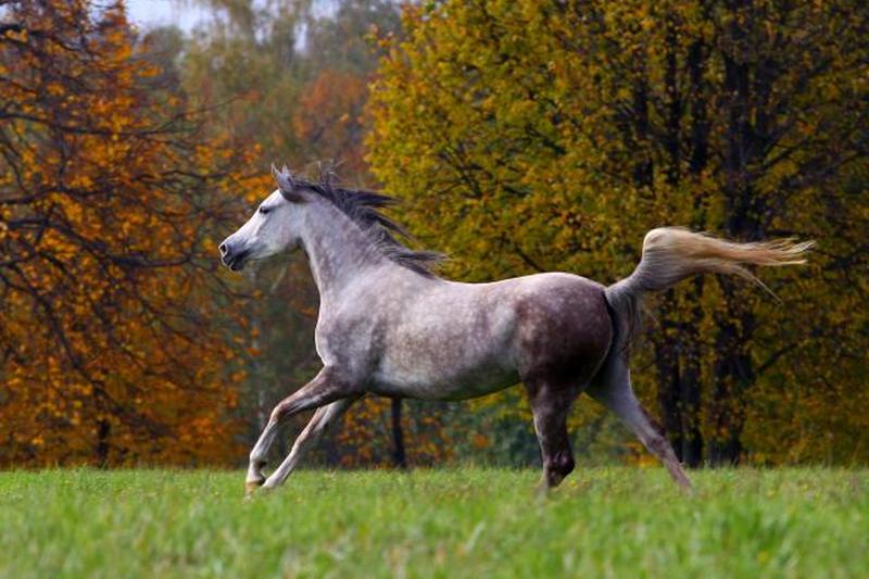 Арабская чистокровная лошадь бегает на свободе осенью