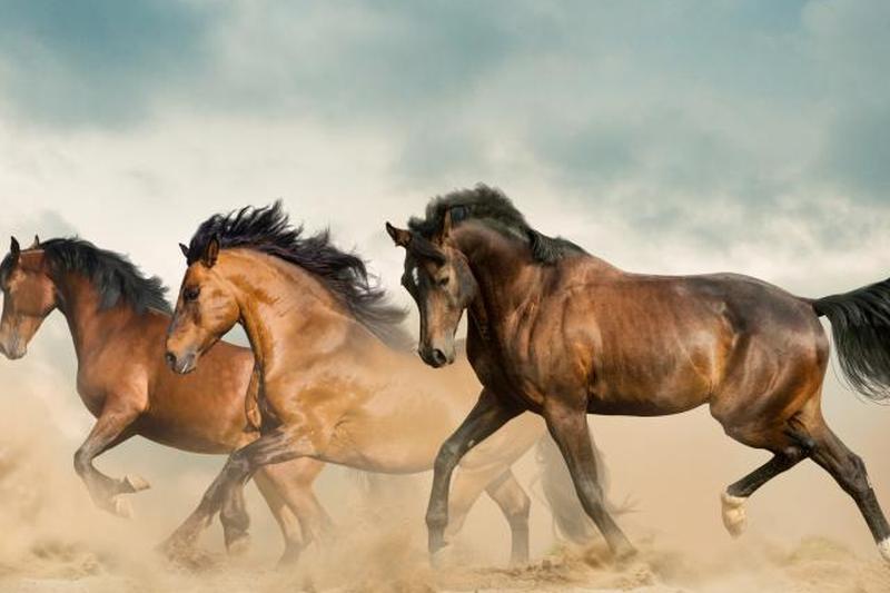 Красивые лошади бегут по пустыне