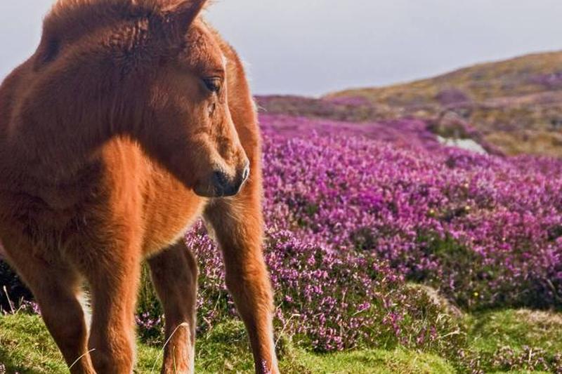 Лошадь стоит на фоне пейзажа