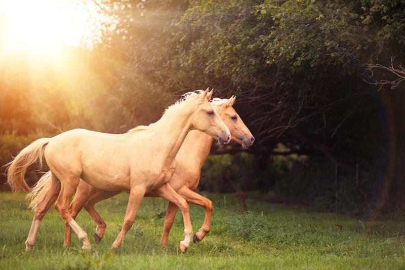 Две лошади паломино бегут рысью