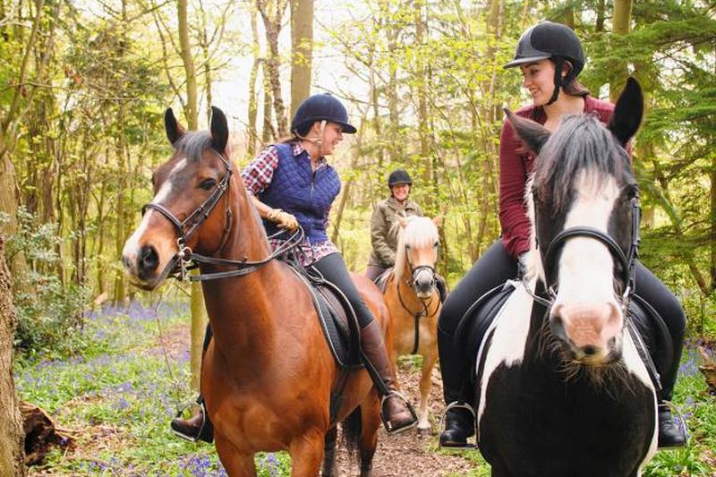 Всадники разговаривают в лесу