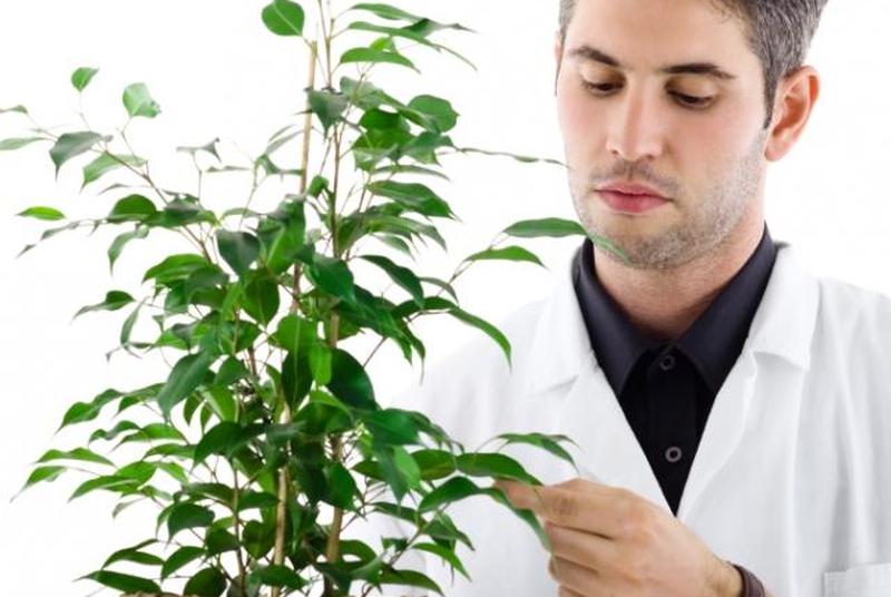 https://cf.ltkcdn.net/jobs/images/slide/131361-847x567r1-botanist_at_work.JPG