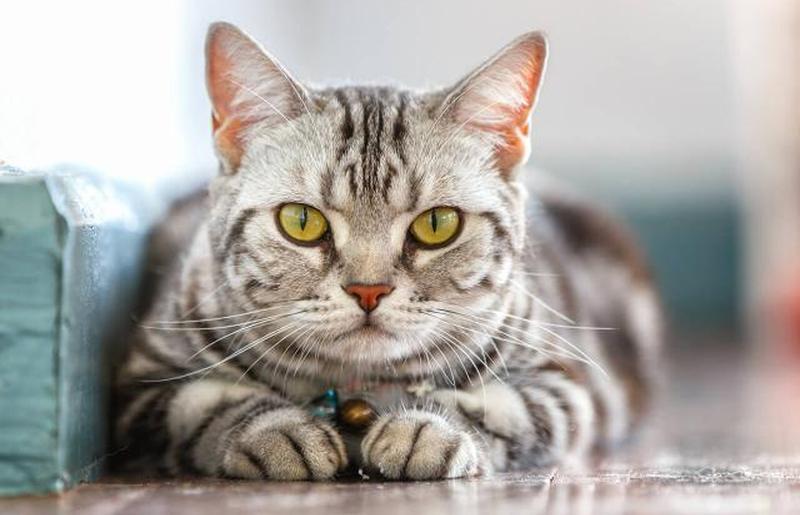 Американская короткошерстная кошка