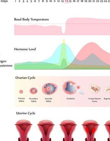 Яичниково-маточный цикл;  © Гуниита Клир в Dreamstime