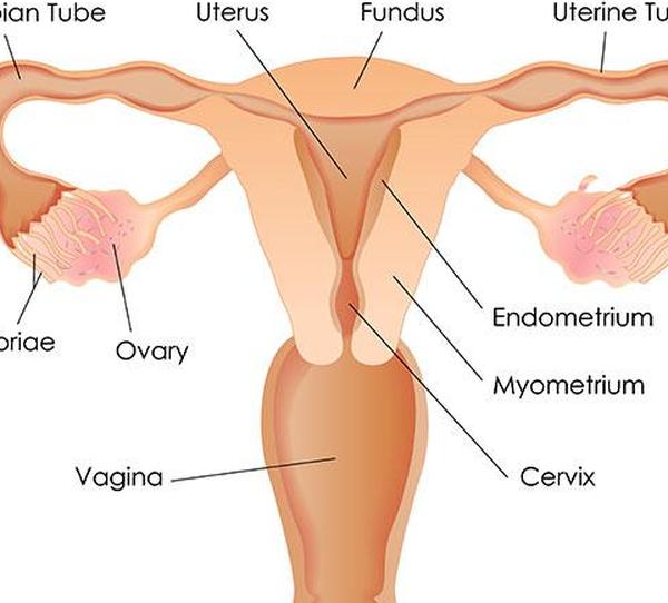 Женская репродуктивная система
