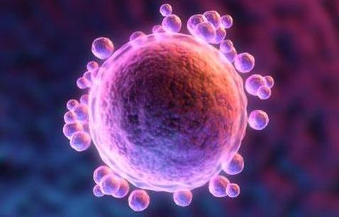 Яйцеклетка человека