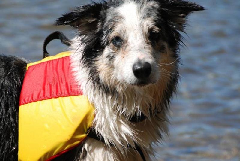 https://cf.ltkcdn.net/safety/images/slide/147659-847x567r1-DogWaterSafety.jpg