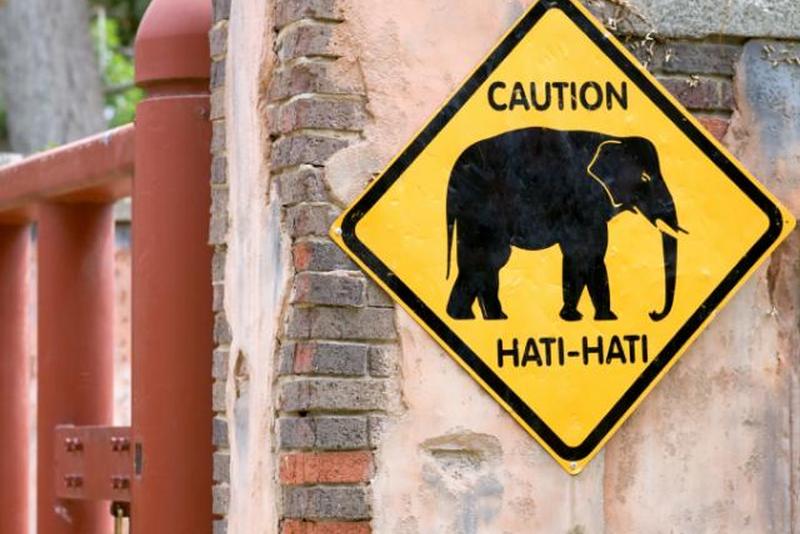 https://cf.ltkcdn.net/safety/images/slide/147663-848x566r1-ElephantCrossing.jpg