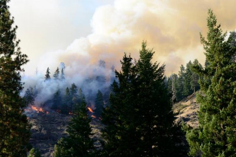 лесной пожар