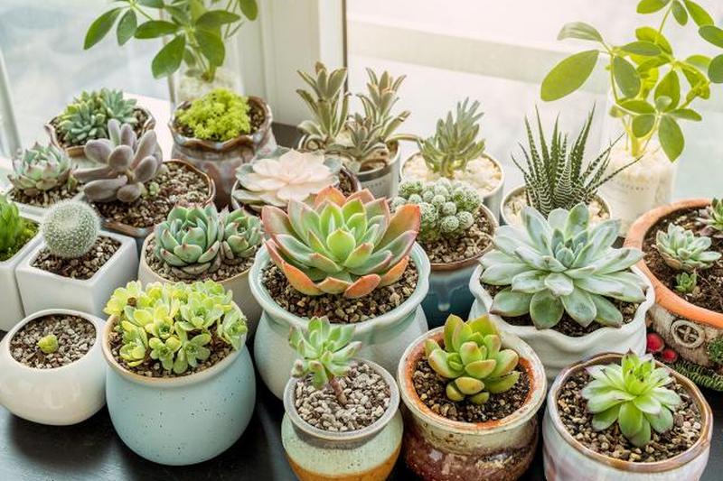 сочные растения