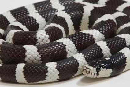 Король Змей