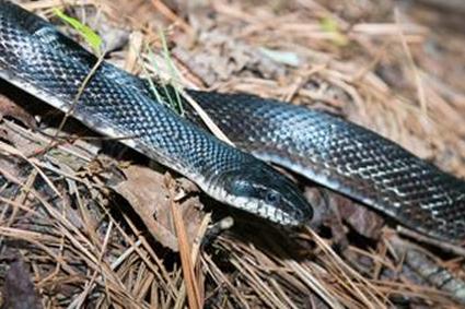 Крысиная змея