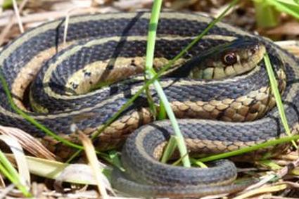 Подвязка Змея