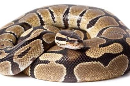 Шаровой питон