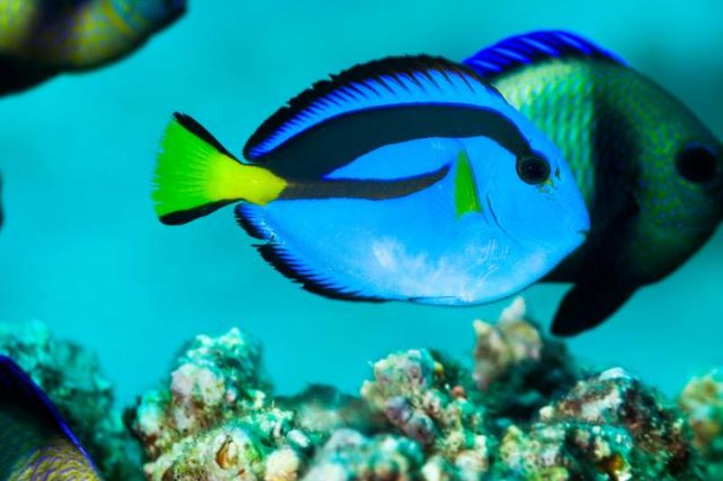 Голубая рыба в своей типичной среде обитания