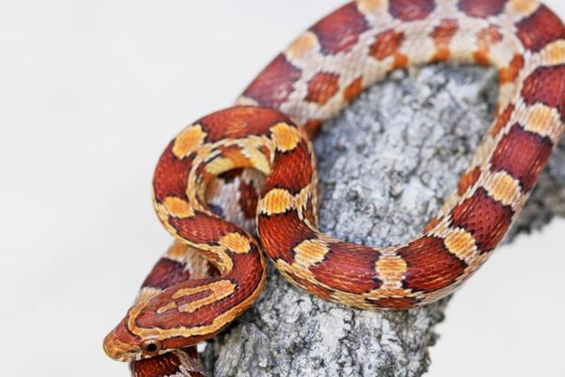 Детеныш кукурузной змеи