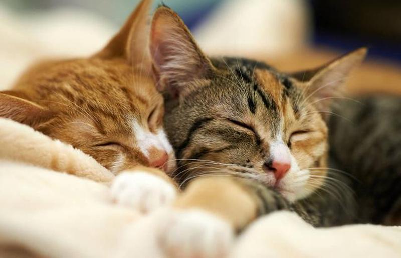 Спящие котята