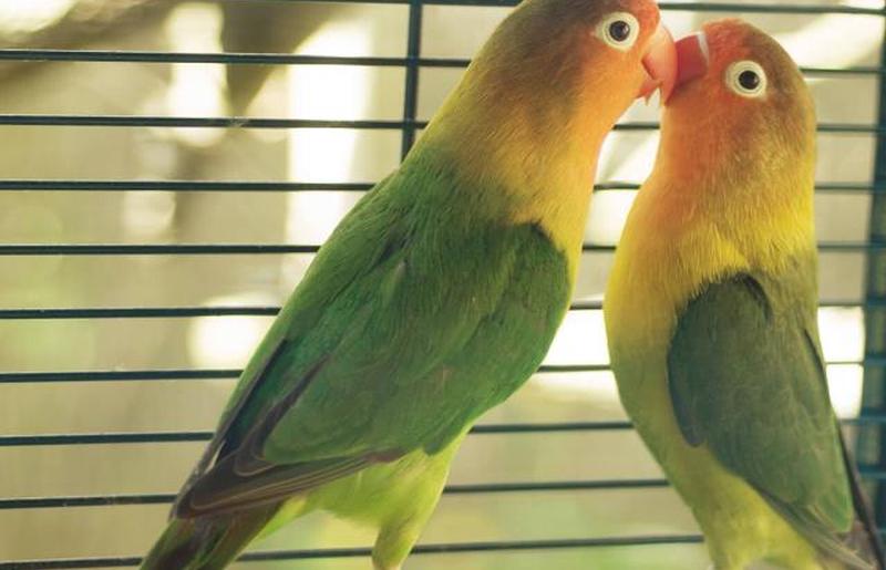 Попугаи целуются