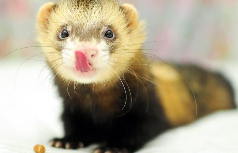 Хорек облизывает нос