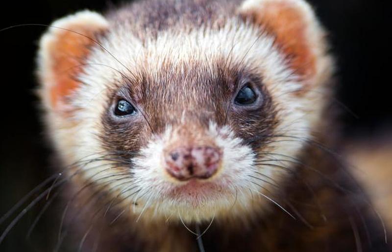 милый портрет хорька
