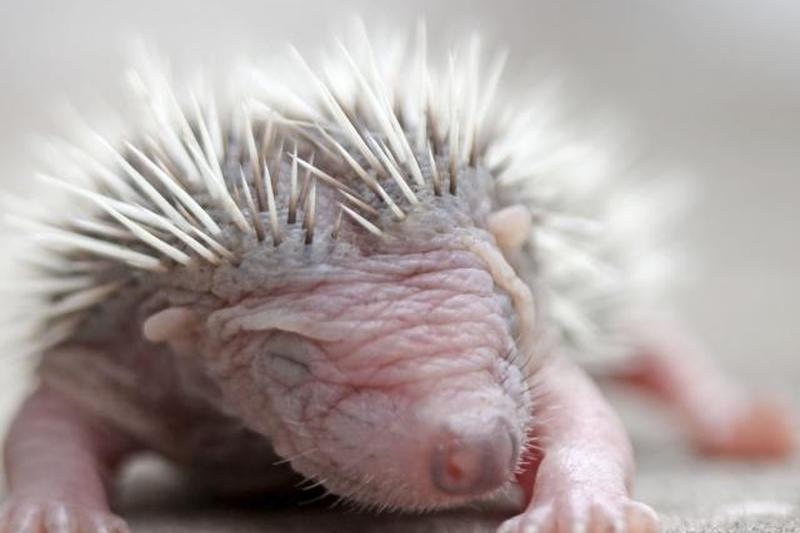 Детский ёжик