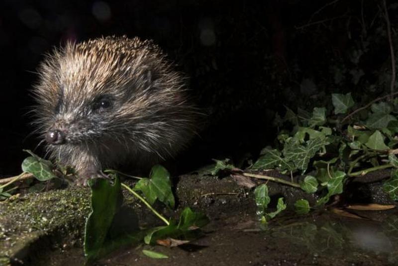 Европейский ежик