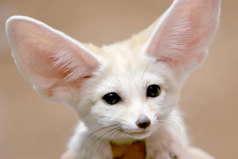 Руки держат лису Фенек