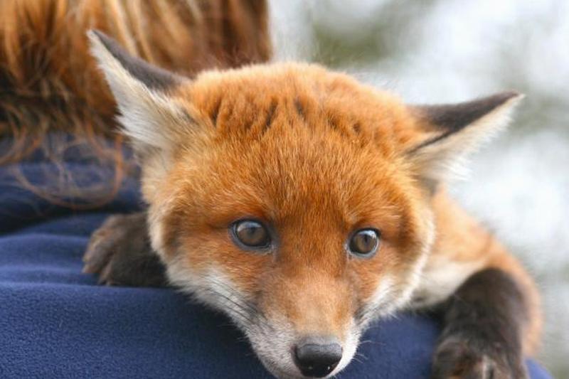 Рыжий лисенок лежит на мужском плече
