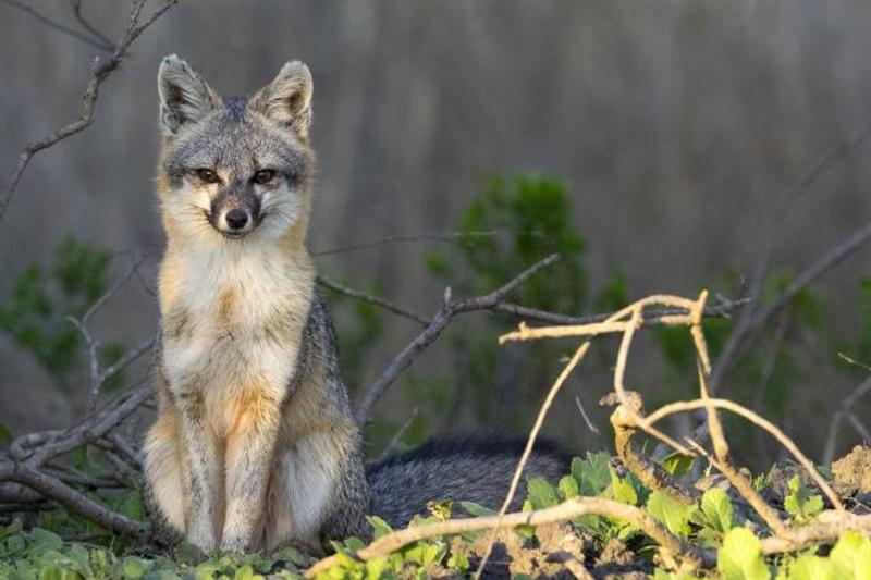Серый лис в лесу