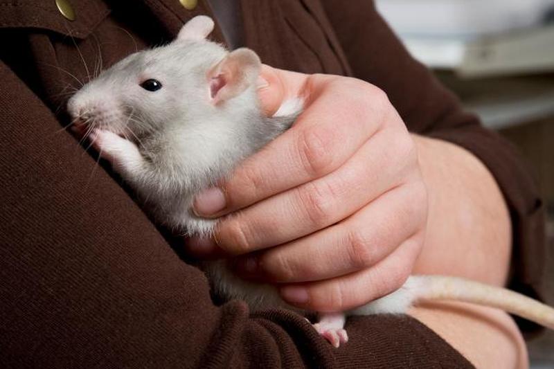 Молодая девушка держит крысу 