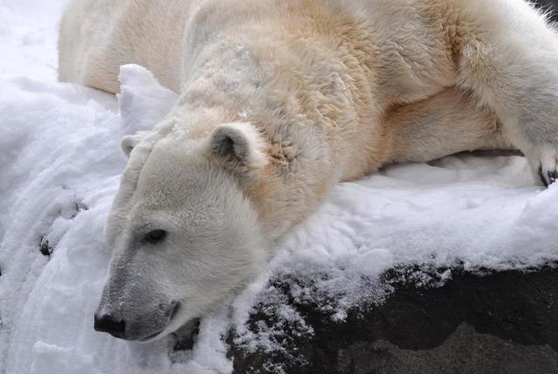 Белый медведь в зоопарке Seneca Park, фото Мари Краус