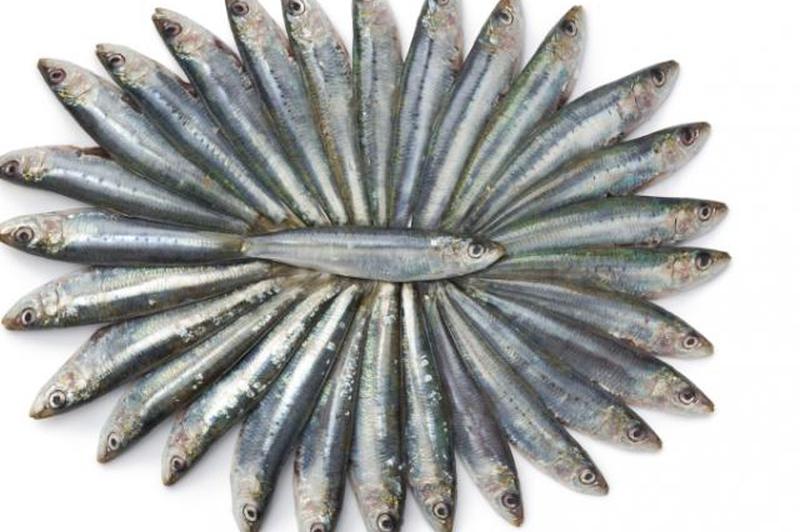 https://cf.ltkcdn.net/vitamins/images/slide/141777-849x565-sardines.jpg